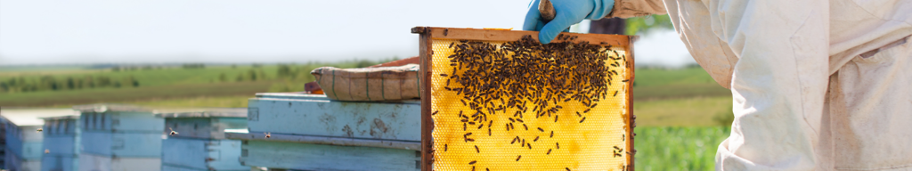 SLVie 13 - Découverte de l'apiculture